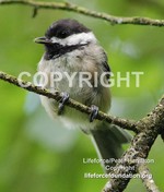 Black-cappedChickadee