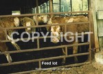 CATTLE7