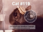 Cat_119_C