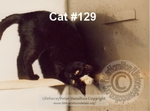 Cat_129_C