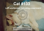 Cat_133_C