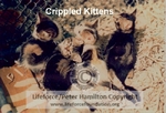 Crippled_Kittens