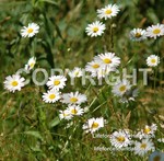 Daisies