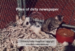 Dirty_Newspaper_C