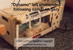 Dynamo_Post_Op_1_C