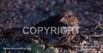 FoxSparrow