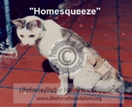 HOMESQUEEZE_C