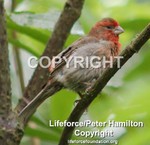 HouseFinch