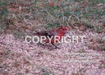 HouseFinch2