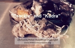 KUDRA_CRACKLE_C