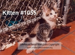 Kitten_1055_C