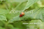 LadyBeetle