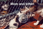 MOMANDKITTEN_C