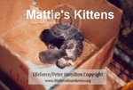 Matties_kitttens_C