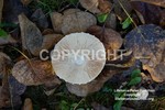 Mushroom3