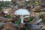 Mushroom4