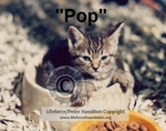 POP_1_C