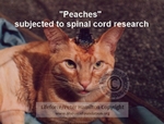 Peaches_2_C