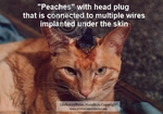 Peaches_C