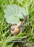 Snail1