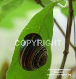 Snail2