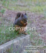 Squirrel3