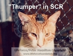 THUMPER_3_C