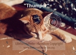 THUMPER_C