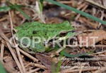 TreeFrog1