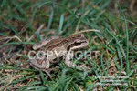 TreeFrog2