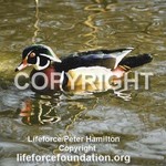 WoodDuck_Male_