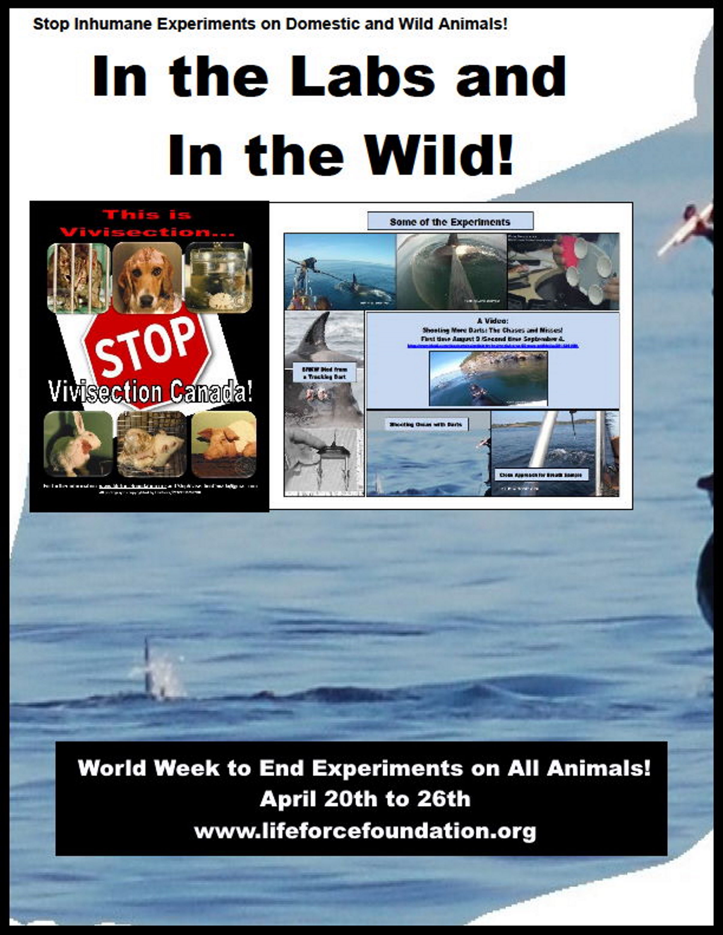 World Week To End Experiments On All Animals!