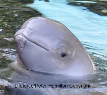 Another Young Beluga Dies