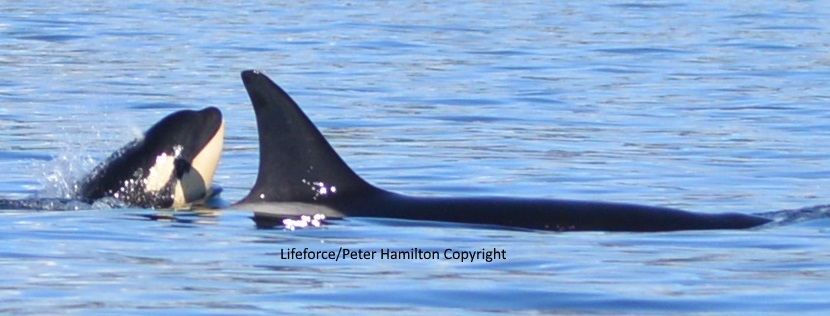 Lifeforce Ocean Friends Visit Orca Family With 2 Babies