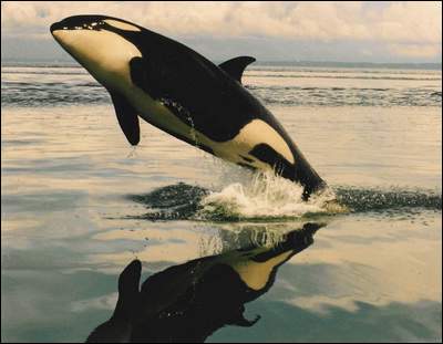 Fate Of Puget Sound Orcas Hangs in the Balance