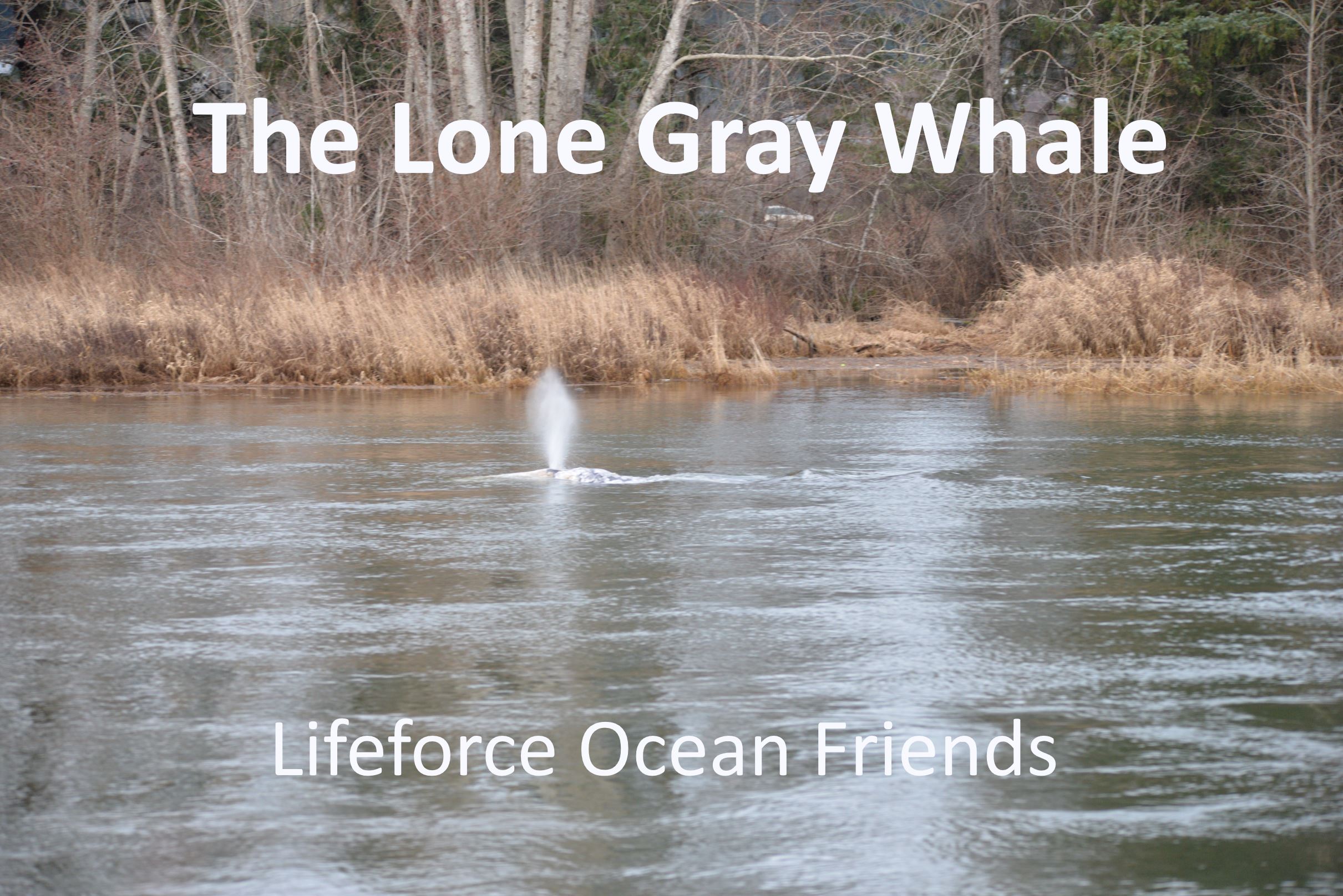 The Lone Gray Whale