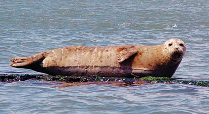 Native Seal Kills On The Fraser Raise Questions