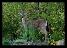 Stop Kimberley Deer Kill Plan