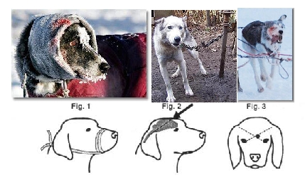 Sled Dog Abuse Industries Update