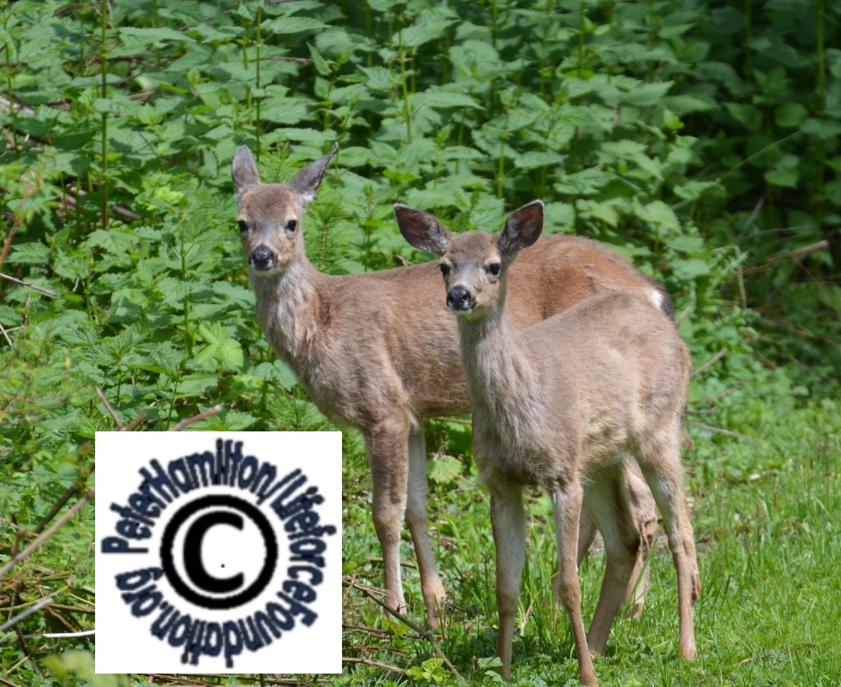 Re: Cities Stop Deer Killings (for Now)