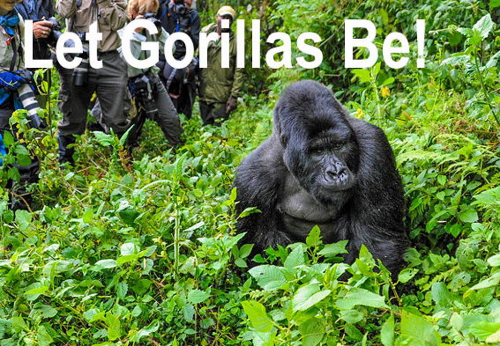 Covid-19 And Other Threats To Gorillas!