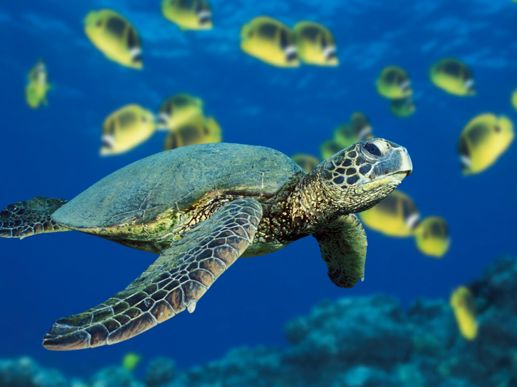 Stop Endangered Green Sea Turtle Experiments