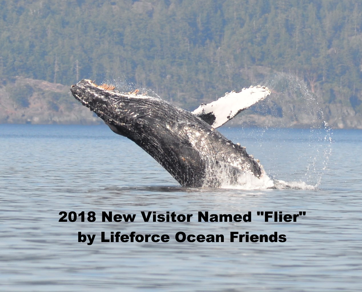 New Humpback Visitors Nicknamed By Lifeforce Ocean Friends