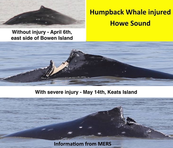 Humpbacks Need Your Help!