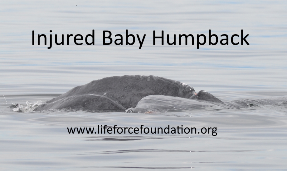 More Humpback Injuries In Bc!