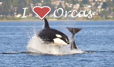 Orcas Get Some More Protection!