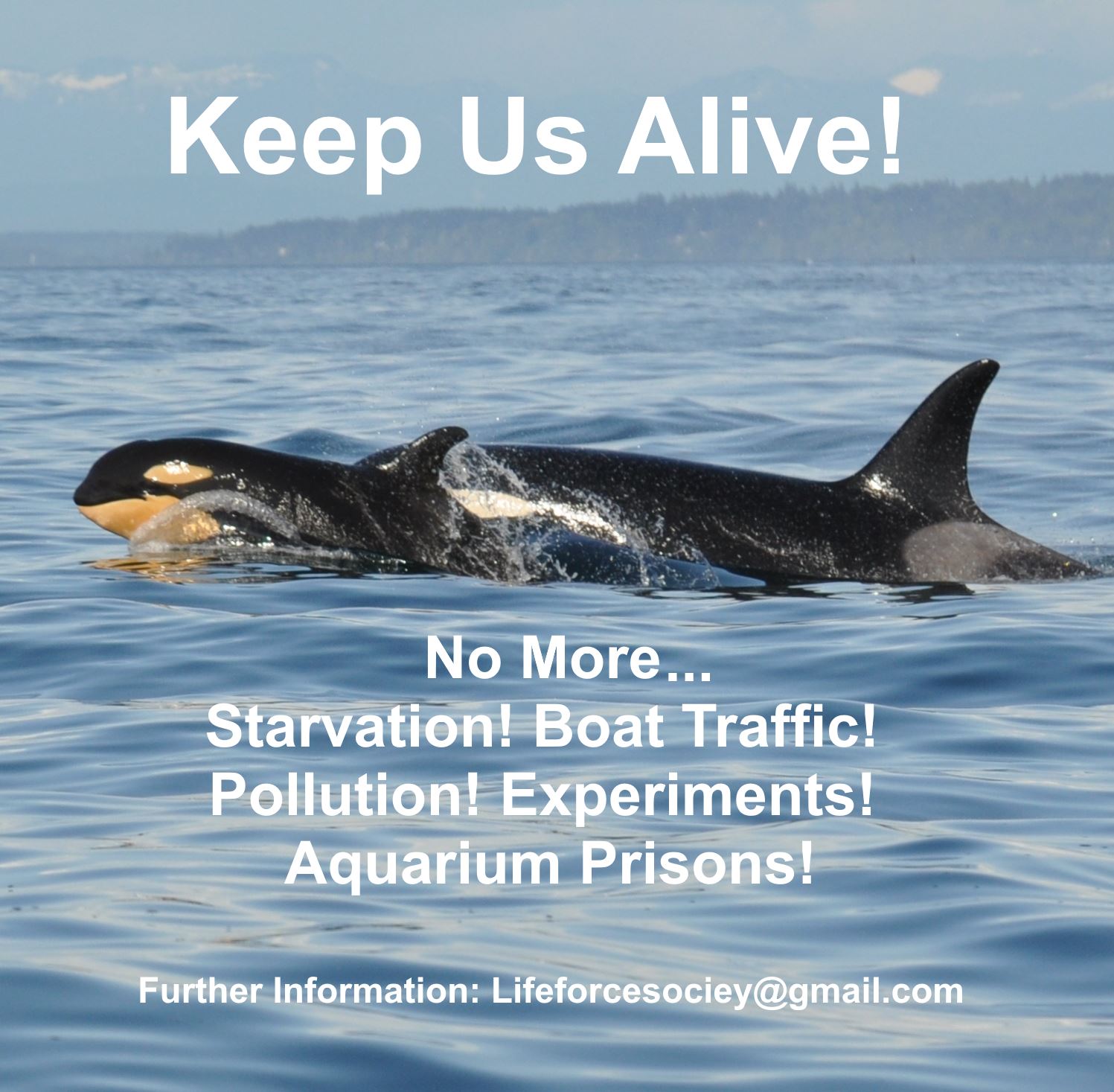  June Is Orca Action Month! Orcas Need Your Help!