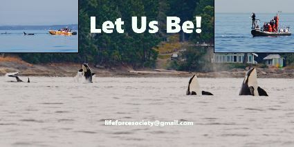 Transboundary Protection To Protect The Rights Of Orcas!