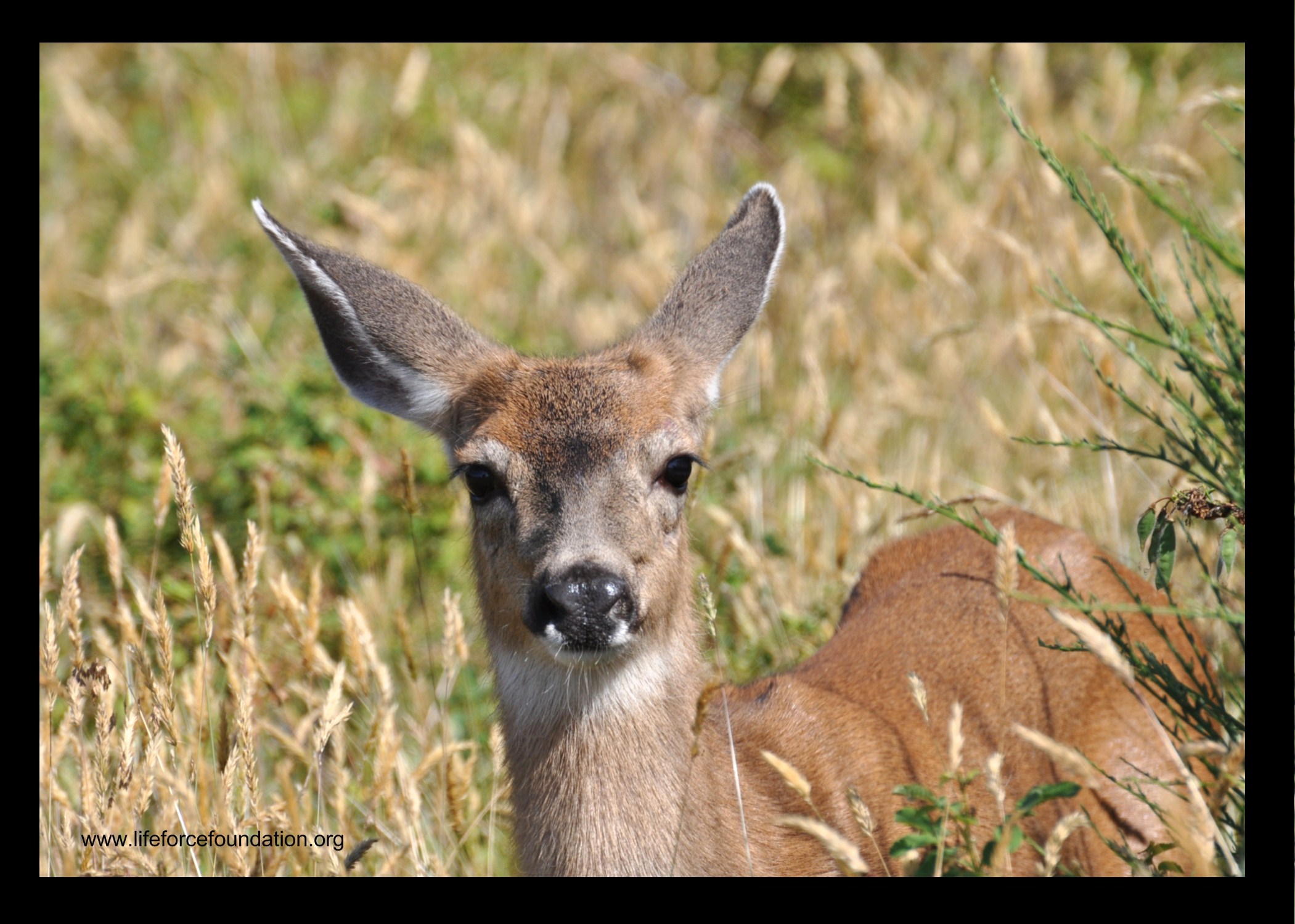 Stop The Killing Of 225 Deer