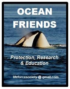 Equal Laws To Protect West Coast Endangered Orcas